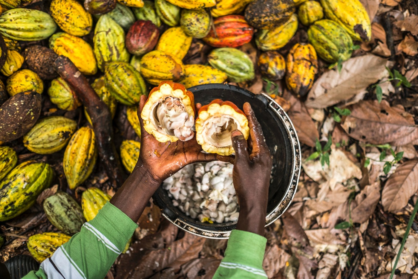 Agriculture | Valorisation des déchets du cacao